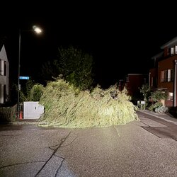 Baum auf Strasse