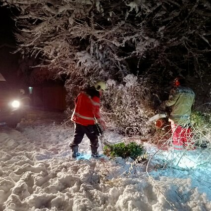 Bäume & Sträucher auf der Strasse nach einem Schneefall