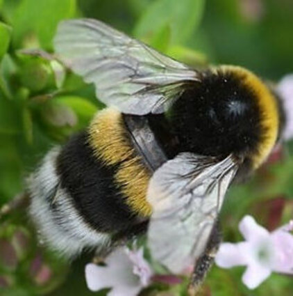 Hummel