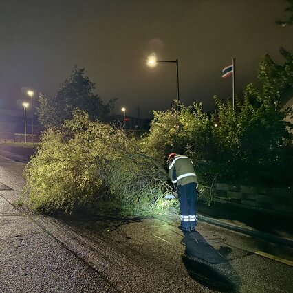Baum auf Strasse